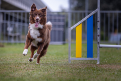 00077_Hundeshooting-HSV-Dornbirn_02.-August-2026_©-Mario-Stecher@FT-Digital-2026