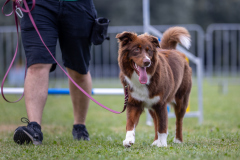 00092_Hundeshooting-HSV-Dornbirn_02.-August-2026_©-Mario-Stecher@FT-Digital-2026
