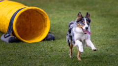 00218_Hundeshooting-HSV-Dornbirn_02.-August-2026_©-Mario-Stecher@FT-Digital-2026