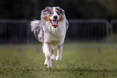 00228_Hundeshooting-HSV-Dornbirn_02.-August-2026_©-Mario-Stecher@FT-Digital-2026