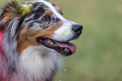 00287_Hundeshooting-HSV-Dornbirn_02.-August-2026_©-Mario-Stecher@FT-Digital-2026