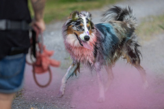 00303_Hundeshooting-HSV-Dornbirn_02.-August-2026_©-Mario-Stecher@FT-Digital-2026