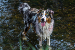00409_Hundeshooting-HSV-Dornbirn_02.-August-2026_©-Mario-Stecher@FT-Digital-2026