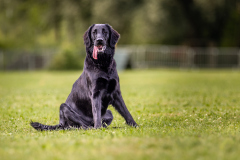 00602_Hundeshooting-HSV-Dornbirn_02.-August-2026_©-Mario-Stecher@FT-Digital-2026