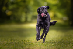 00626_Hundeshooting-HSV-Dornbirn_02.-August-2026_©-Mario-Stecher@FT-Digital-2026