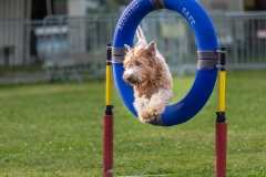 00767_Hundeshooting-HSV-Dornbirn_02.-August-2026_©-Mario-Stecher@FT-Digital-2026