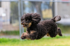 HoliShooting mit Hunden
