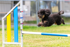 HoliShooting mit Hunden