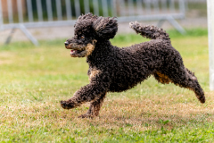 HoliShooting mit Hunden