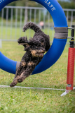 HoliShooting mit Hunden