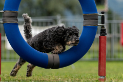 HoliShooting mit Hunden