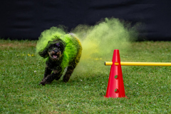 HoliShooting mit Hunden