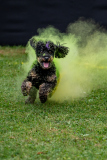 HoliShooting mit Hunden