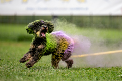 HoliShooting mit Hunden