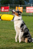 HoliShooting mit Hunden