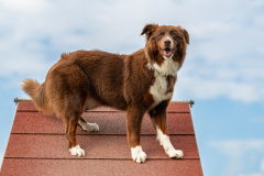 HoliShooting mit Hunden