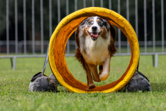 HoliShooting mit Hunden
