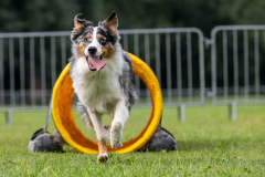 HoliShooting mit Hunden