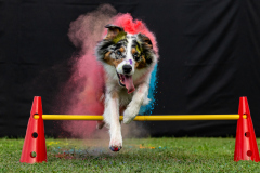 HoliShooting mit Hunden