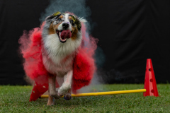 HoliShooting mit Hunden