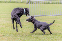 00954_Hundeshooting-HSV-Dornbirn_02.-August-2026_©-Wernfried-Zeilinger@FT-Digital-2026