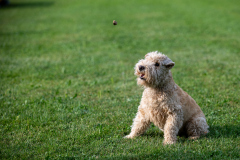 HoliShooting mit Hunden