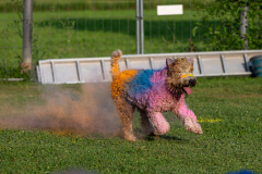 HoliShooting mit Hunden