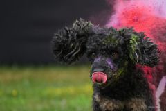 053_2026-08-02_Holi_Hundeshooting_HSV_Dornbirn_RolandGeuze@FT-Digital_2026