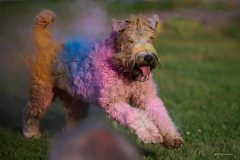200_2026-08-02_Holi_Hundeshooting_HSV_Dornbirn_RolandGeuze@FT-Digital_2026