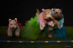 231_2026-08-02_Holi_Hundeshooting_HSV_Dornbirn_RolandGeuze@FT-Digital_2026 231_2026-08-02_Holi_Hundeshooting_HSV_Dornbirn_RolandGeuze@FT-Digital_2026