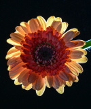 DSC_8301-Bearbeitet DSC_8301-Bearbeitet