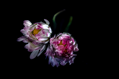 PR53818-CR3_DxO_DeepPRIME PR53818-CR3_DxO_DeepPRIME