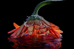 ws-2026-03-18-1183 ws-2026-03-18-1183