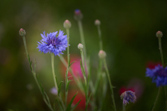 006_2026-07-18_Macro_WS_bei_AloisR_RolandGeuze@FT-Digital_2026