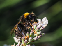 02-Macro_GerhardSch_2026