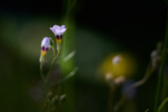 027_2026-07-18_Macro_WS_bei_AloisR_RolandGeuze@FT-Digital_2026