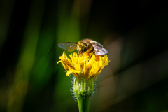 Makro-bei-Lois_18_07_26_Klemens_69-2