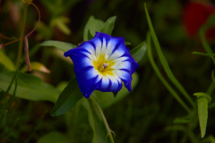 Makro_Angelika_2