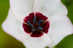 Makro_Juergen_1-2