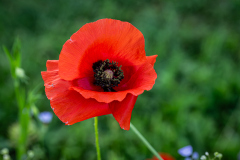 copyright-Mario-Nussbaumer-NZ8_3032