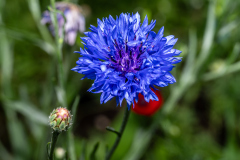 copyright-Mario-Nussbaumer-NZ8_3046