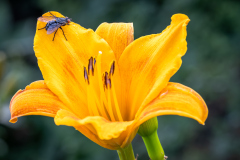 copyright-Mario-Nussbaumer-NZ8_3094