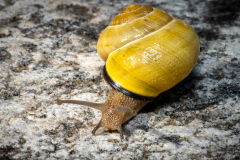 copyright-Mario-Nussbaumer-NZ8_3186