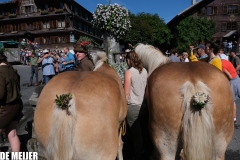 Almabtrieb_13.09-123 Almabtrieb_13.09-123