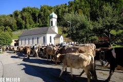 Almabtrieb_13.09-255 Almabtrieb_13.09-255