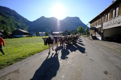 Almabtrieb_13.09-258 Almabtrieb_13.09-258