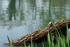 Rheinauen