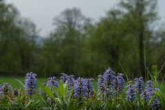 Siegmund-Kalb-20190422-DSC04394