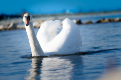 Der-Schwan2_HutterAndreas_012021
