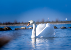 Der-Schwan_HutterAndreas_012021